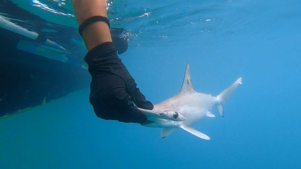 Tiburón martillo: de especie incomprendida a símbolo comunitario en Golfito