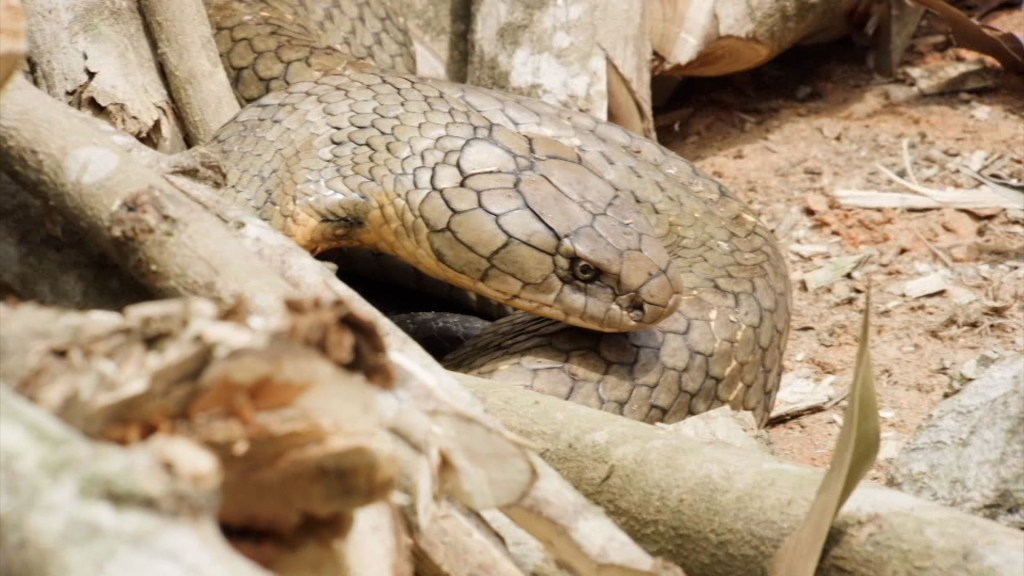 Conservación en la India, la tierra de las cobras