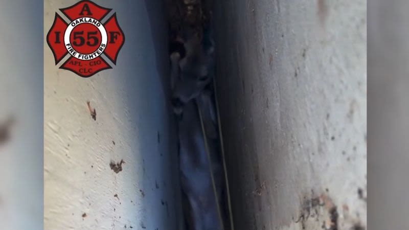 Bomberos trabajan para liberar a un ciervo atrapado cabeza abajo entre dos edificios