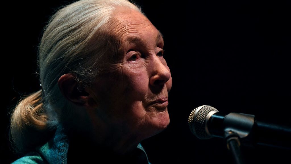 “Vota por la naturaleza”, Jane Goodall habla con CNN sobre la importancia de la participación ciudadana