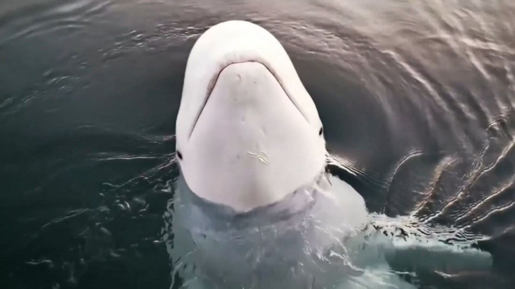 Esta era la supuesta ballena “espía” rusa que hallaron muerta