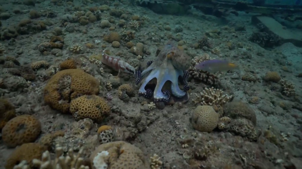 Video muestra a pulpo cazando junto a peces y golpeándolos si no cooperan