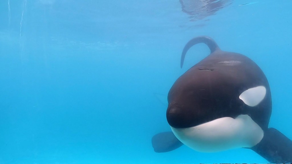 Piden liberar a orca en Argentina que vive en cautiverio desde 1992