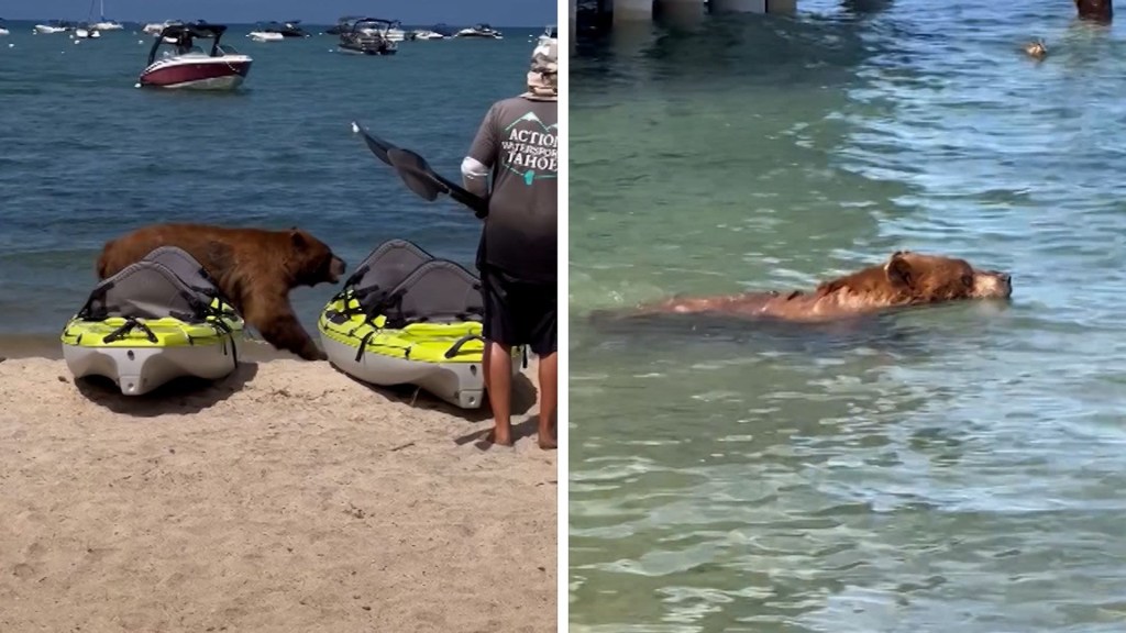 Un video muestra a un oso nadando cerca de una concurrida playa de California