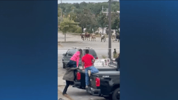 Video muestra ocho toros sueltos tras escaparse de un rodeo en Massachusetts