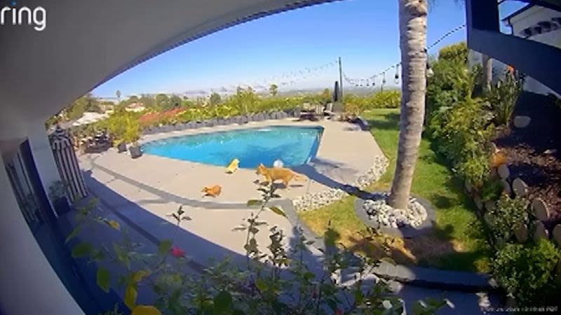 Video capta el momento en el que un coyote ataca a un perro de Tommy Lee