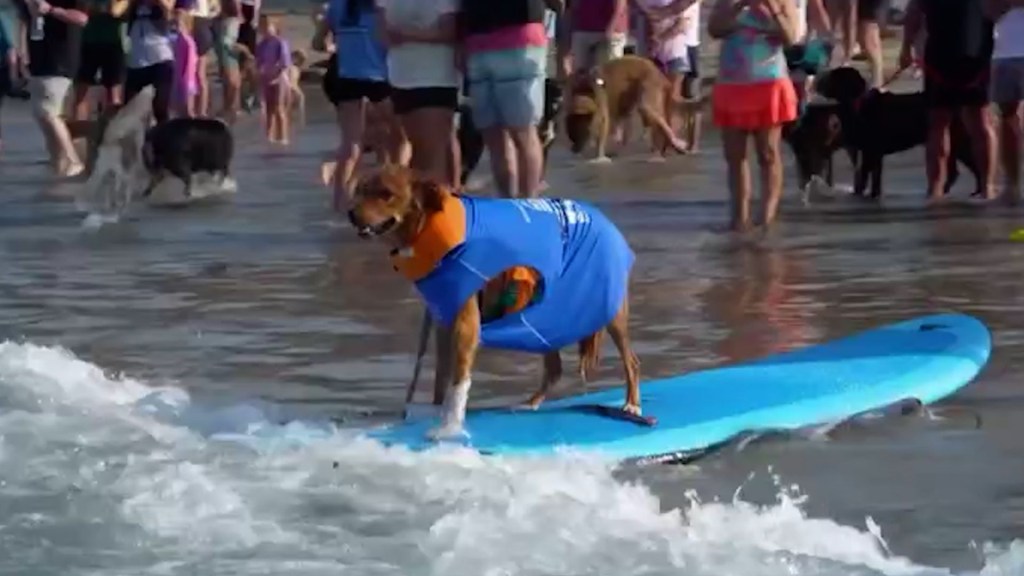 Así se ven los perros surfeando en las olas en el Surf-A-Thon anual