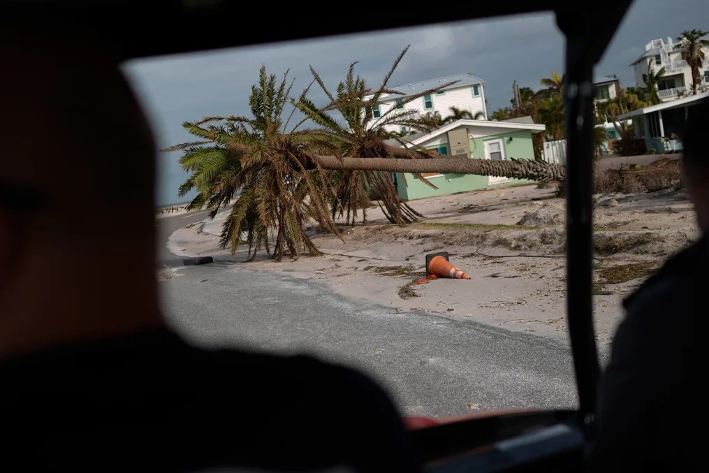 Palmeras caídas yacen junto a una carretera en Bradenton Beach en Anna Maria Island, Florida, el 10 de octubre de 2024. (Rebecca Blackwell/AP)