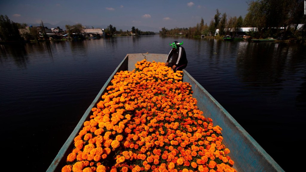 Cempasúchil, la flor que guía el camino de los muertos al mundo de los vivos