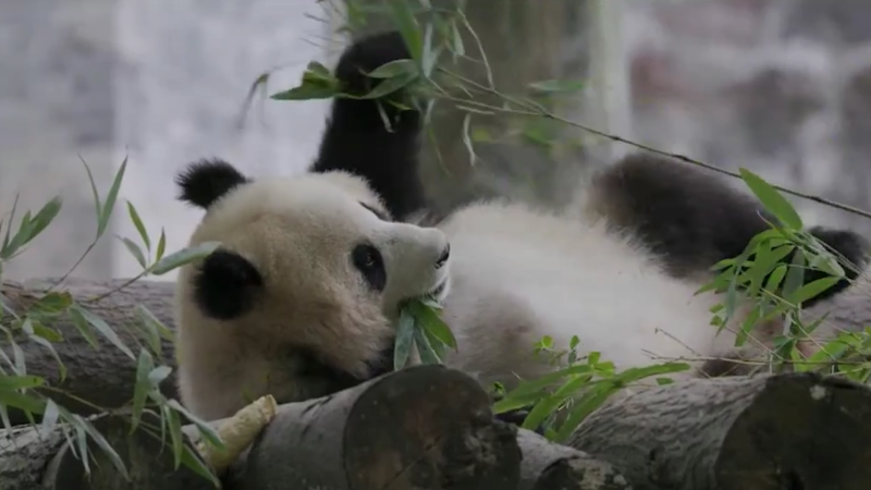 CNN obtiene un vistazo exclusivo a los preparativos para el traslado de los pandas desde China