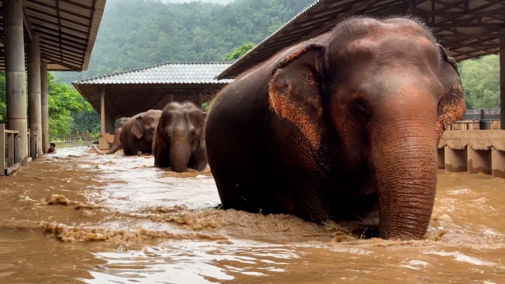  elefantes escapan inundaciones tailandia animales trax