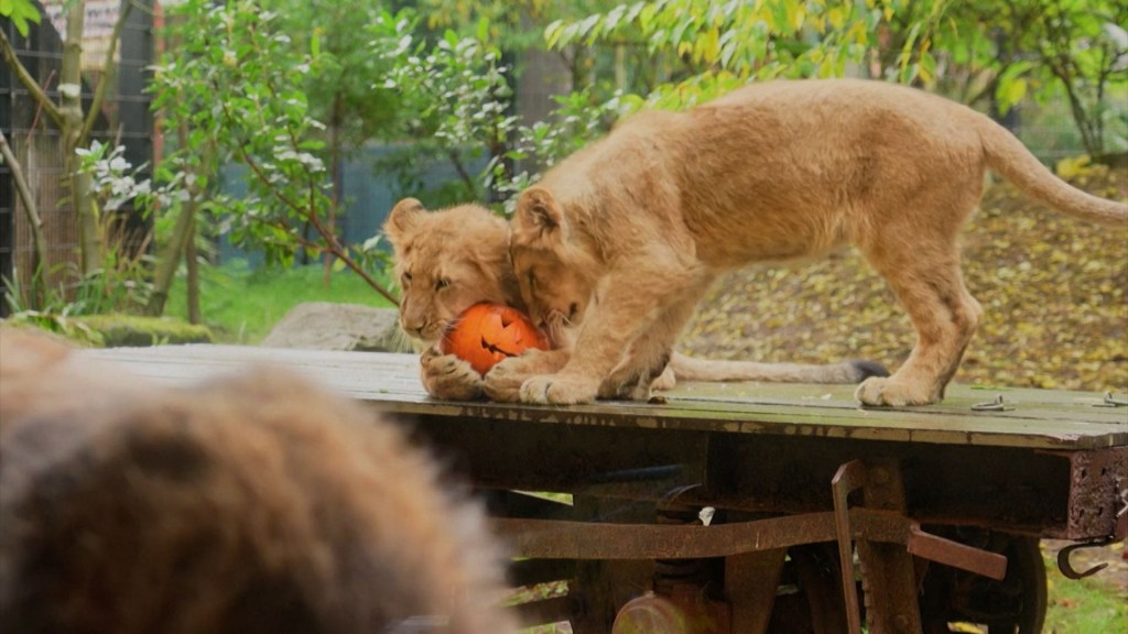 ¿Pumpkin spice para animales? Así recibieron golosinas los animales del Zoológico de Londres para celebrar Halloween