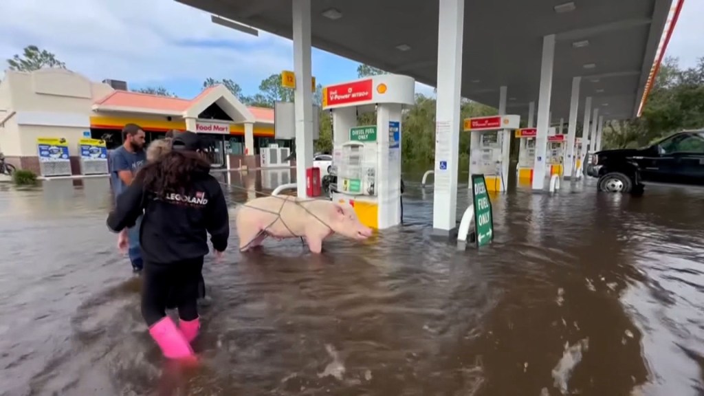 Video muestra cómo salvan a cerdo de inundación en la Florida