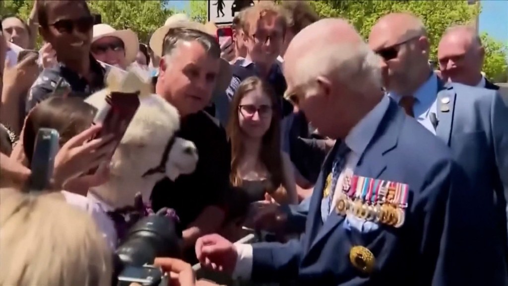 Así fue el encuentro del rey Carlos III con una alpaca en Canberra, Australia