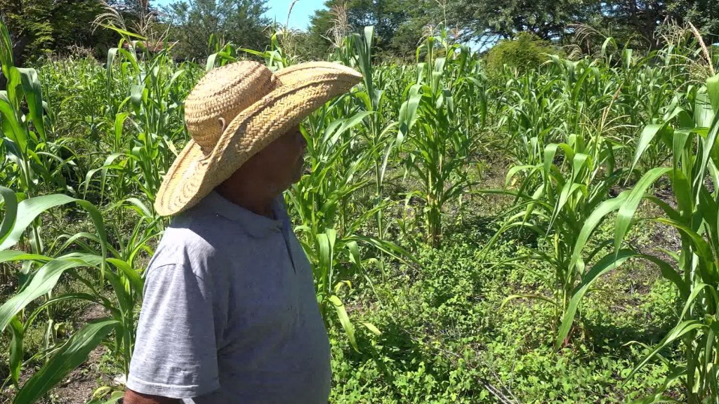 Campesinos en Honduras pierden cosechas debido al clima extremo