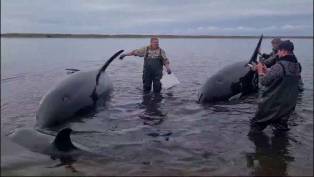 Video capta el momento en que más de 30 voluntarios rescatan a 4 orcas atrapadas en una playa de Rusia