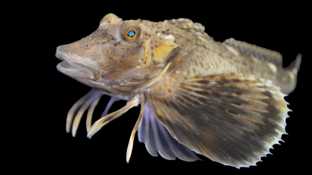 Conoce al peculiar Sea Robin, un pez con ‘las alas de un pájaro y múltiples patas como un cangrejo’