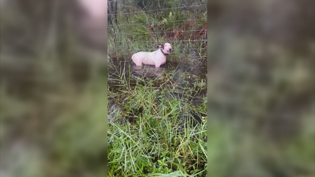 La Patrulla de Carreteras de Florida rescató a un perro cuando se acercaba el huracán Milton