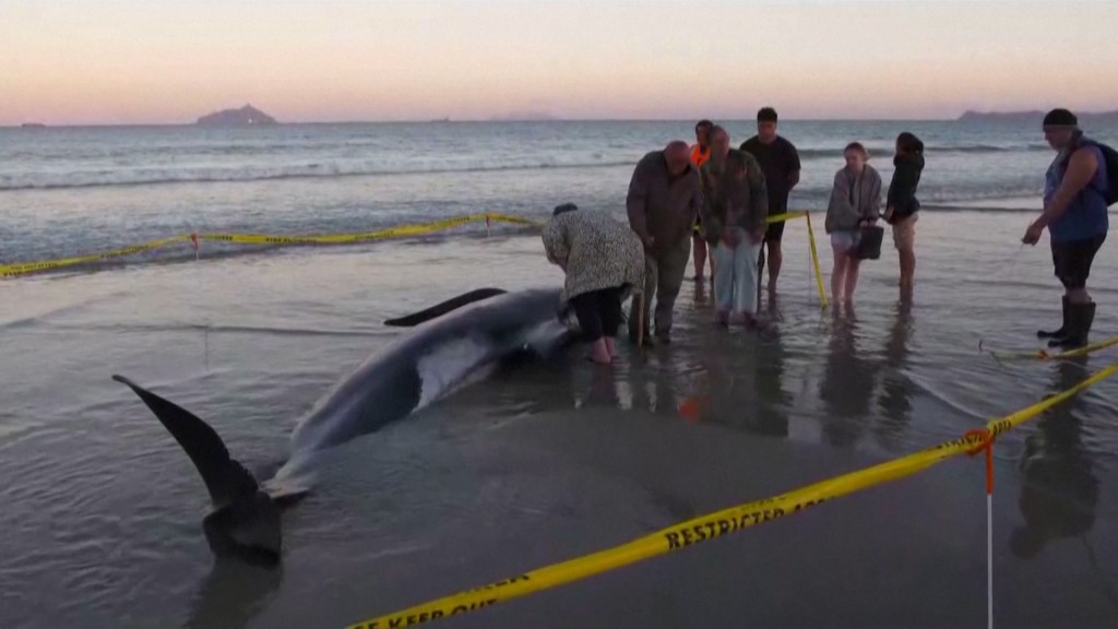 4 ballenas piloto mueren después de varar en una playa de Nueva Zelandia