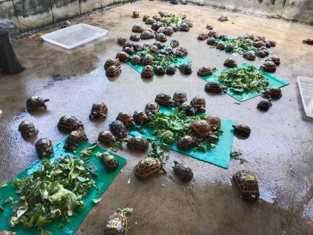 Tortugas rescatadas en Tailandia son puestas al cuidado de las autoridades antes de ser enviadas a Madagascar. (Departamento de Parques Nacionales, Vida Silvestre y Conservación de las Plantas)