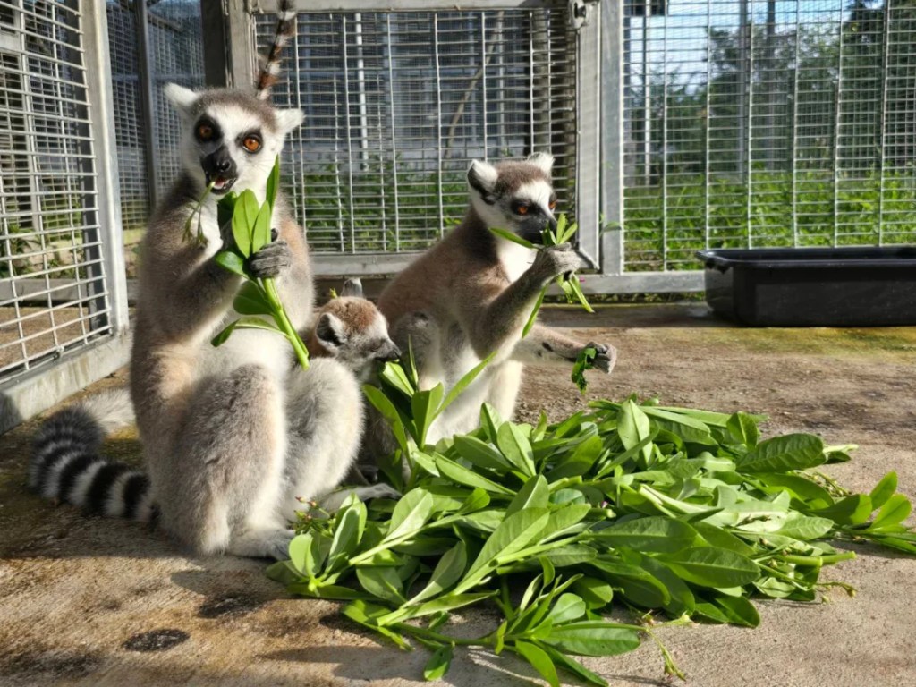 Los lémures de cola anillada devoran su comida. (Departamento de Parques Nacionales, Vida Silvestre y Conservación de Plantas)