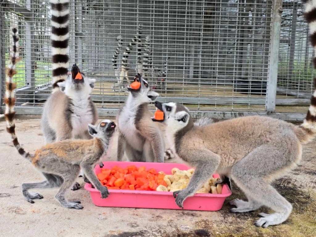 Lémures de cola anillada mastican su comida. (Departamento de Parques Nacionales, Vida Silvestre y Conservación de las Plantas)