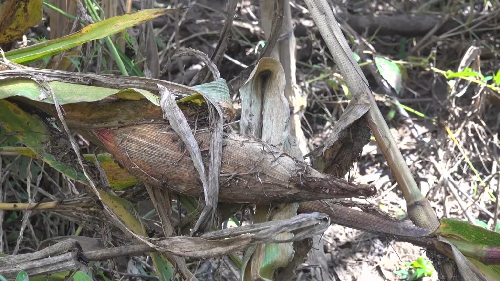 Producción agrícola en Honduras sufre afectación por la tormenta tropical Sara