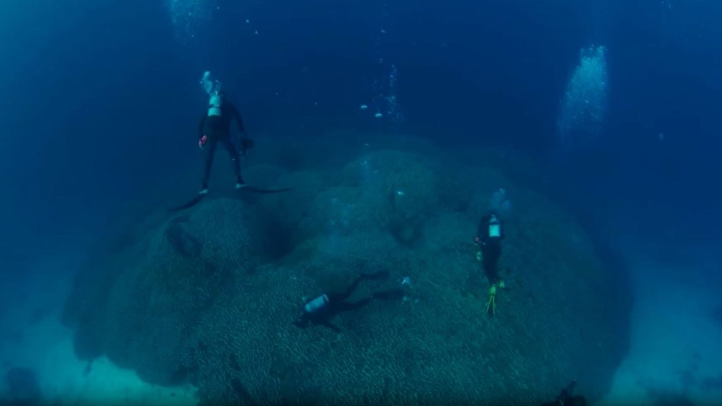 Descubren el coral más grande del mundo en el océano Pacífico