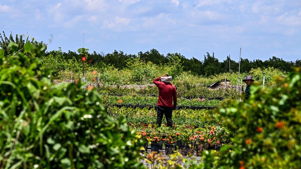 Deportaciones masivas causarían aumento de precios de alimentos