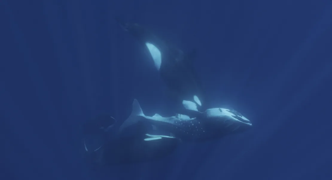 Imágenes revelan cómo un grupo de orcas caza al pez más grande del mundo imagen-8