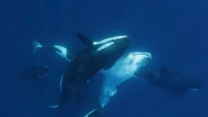 Una orca golpea con su cuerpo a un tiburón ballena en el costado de su cabeza mientras cazaba al pez el 26 de mayo. (Kelsey Williamson)