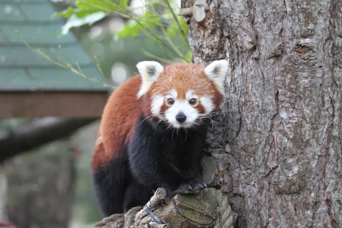 La madre de Roxie, Ginger, murió unos días antes. (Crédito: Zoológico de Edimburgo)