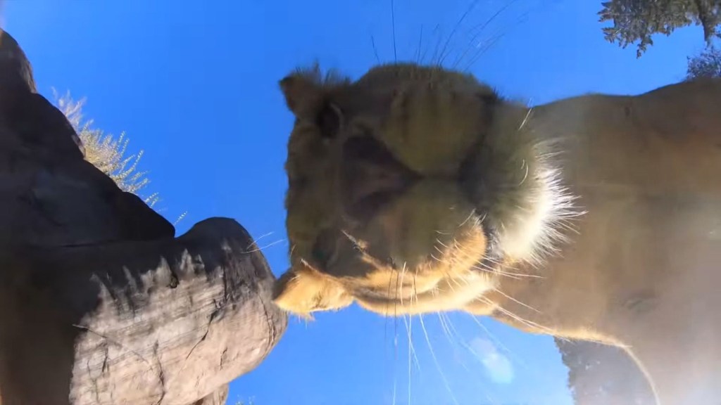 Leones del Zoológico de Oregon encuentran y juguetean con cámaras escondidas