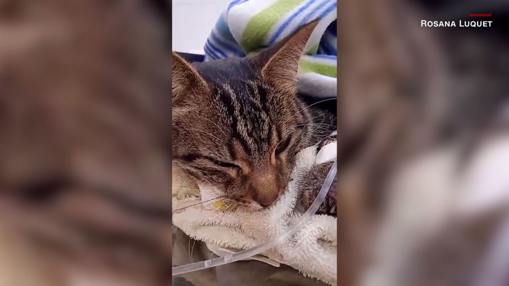  Impactante rescate de una gata tras ocho días entre escombros