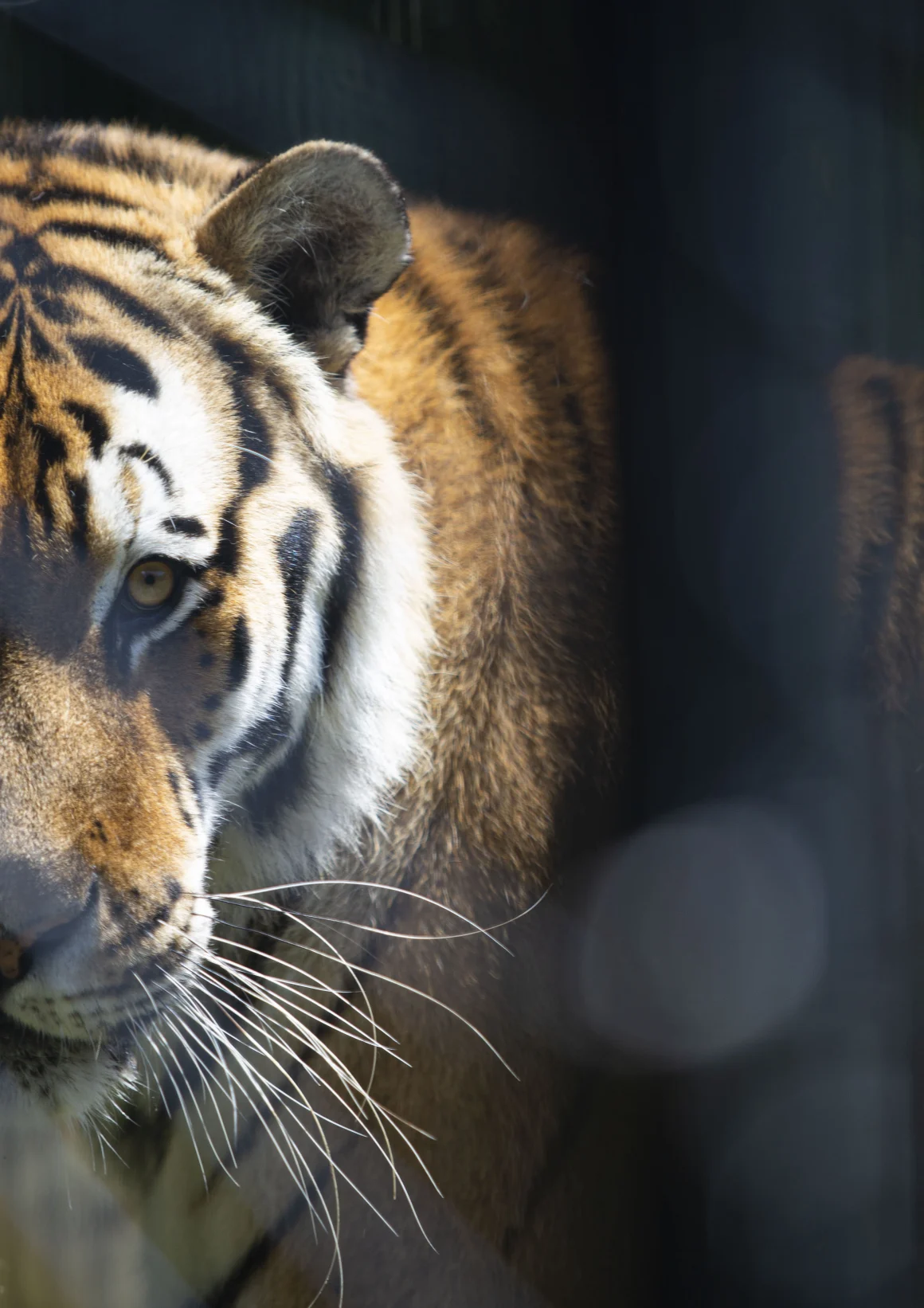 Los últimos tigres de Kazajstán desaparecieron hace décadas. Ahora han regresado imagen-8