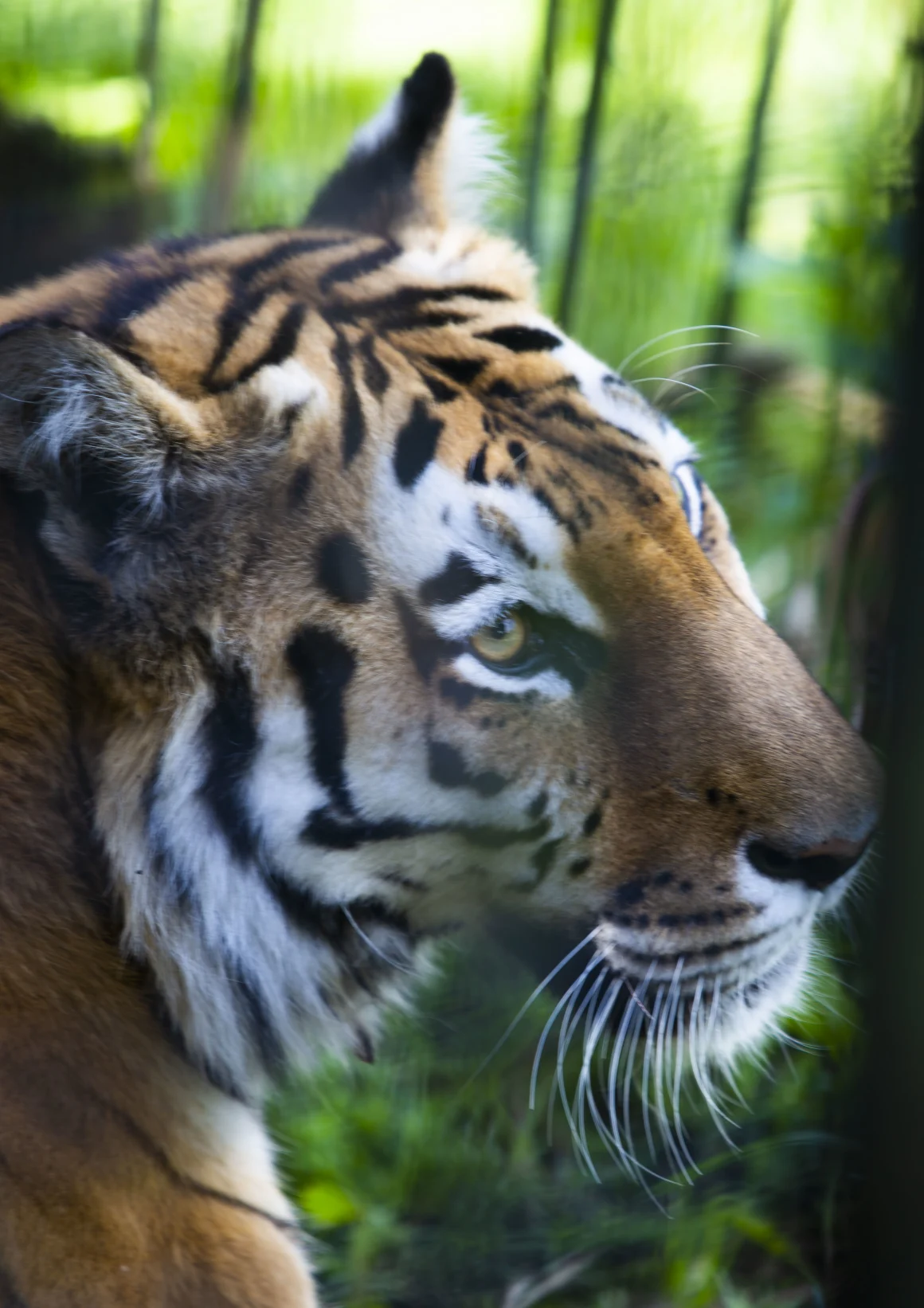 Los últimos tigres de Kazajstán desaparecieron hace décadas. Ahora han regresado imagen-10