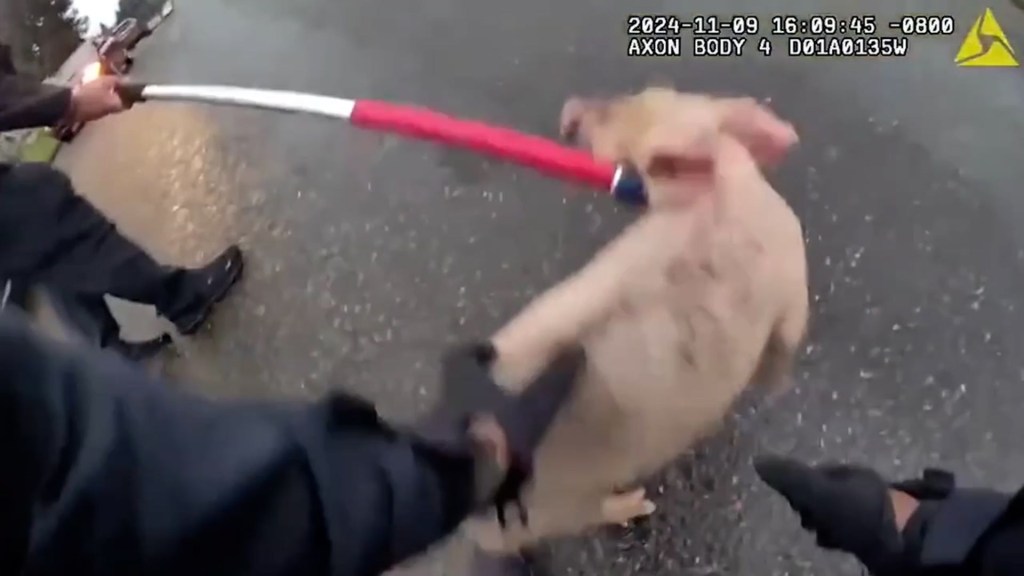 Video: Un evasivo cerdito causó una persecución policial en Tacoma