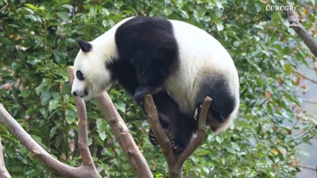 El panda gigante Sheng Yi muestra su destreza entre las ramas de los árboles