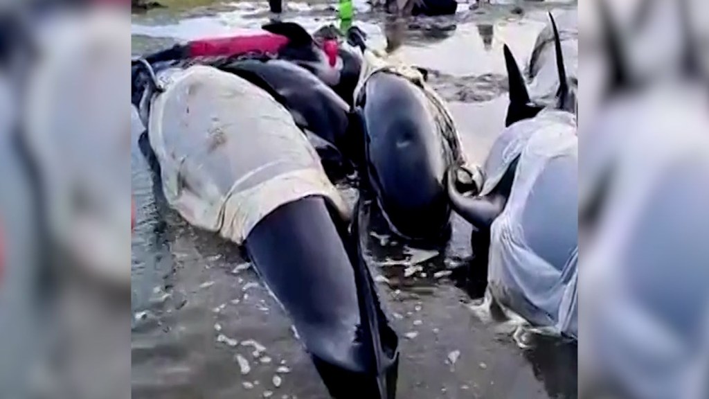 Voluntarios intentan salvar a más de 30 ballenas piloto varadas en Nueva Zelandia