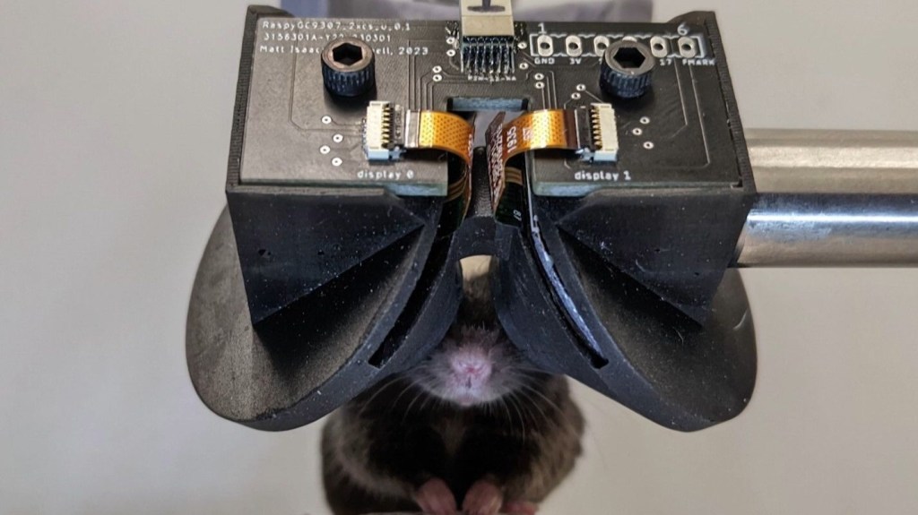 Ratones con gafas de realidad virtual: nuevas investigaciones buscan tratamientos contra el alzhéimer