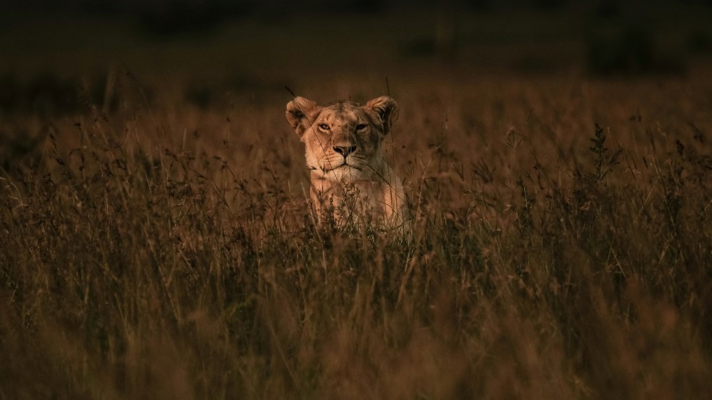 Menor sobrevive 5 días en un parque “infestado” de leones en Zimbabwe