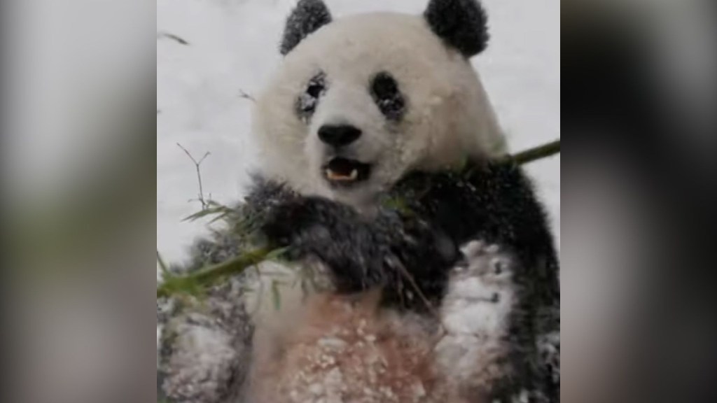 Osos panda juegan en la nieve en el Zoológico Nacional Smithsoniano