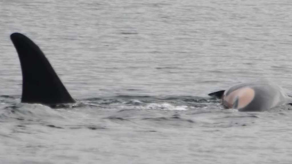 Una orca perdió su cría por segunda vez y se la vio cargando el cuerpo de nuevo tras la muerte